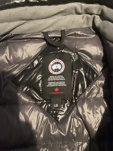 Canada goose