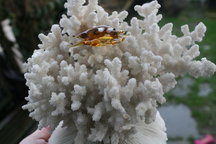 Natural 100% Real White Coral Reef Seashell Aquarium Decor Coral Decoration 7" x 8"