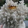 Natural 100% Real White Coral Reef Seashell Aquarium Decor Coral Decoration 7" x 8" Image 2