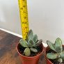 Mini succulent house plant Image 3