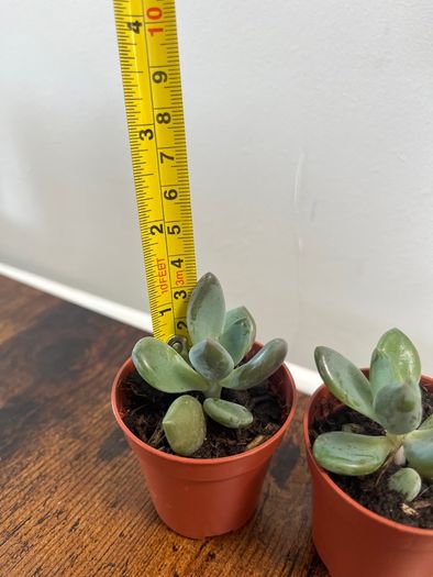 Mini succulent house plant
