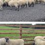 Ewe Hoggets for sale Image 7