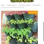 vertical gardening kit Image 8