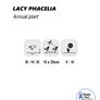 (P) Lacy Phacelia Seeds Large 30g pack Image 3