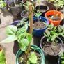 Home-grown & healthy Image 2