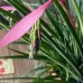 Queens tears plant , mature thanksgiving cactus. Image 6