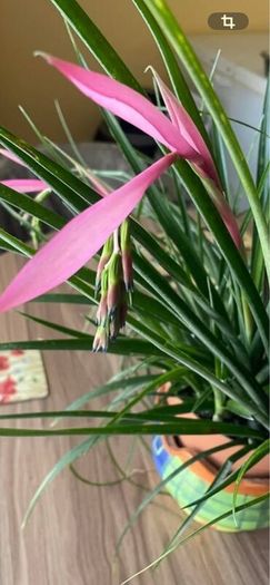 Queens tears plant , mature thanksgiving cactus.