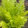 ostrich fern - matteuccia struthiopteris Image 5