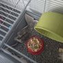 hamster Image 3