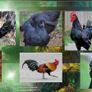 Ayam Cemani, Giants, Bantams - Roosters, Chicks, Micro Flocks, Ducklings, Goslings Image 4