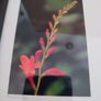 Framed Still Life Photo Of Irish Wildflowers. Image 2