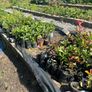 Potted Native Trees and Shrubs Image 5