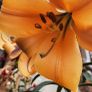 African Queen Lily bulb - 2 available Image 8