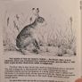 Land Mammals In Ireland. Issued By Forest And Wildlife Service. Leesonane Dublin. Booklet.1986. Image 5