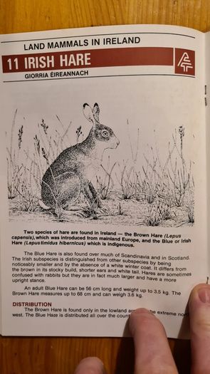 Land Mammals In Ireland. Issued By Forest And Wildlife Service. Leesonane Dublin. Booklet.1986.
