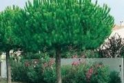 Pine trees , pinus pinea , stone pine