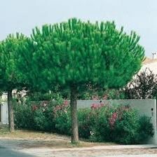 Pine trees , pinus pinea , stone pine