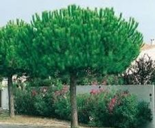 Pine trees , pinus pinea , stone pine