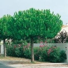 Pine trees , pinus pinea , stone pine