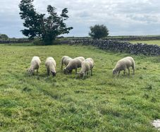 Ewe hoggets for sale