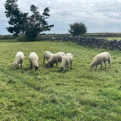 Ewe hoggets for sale