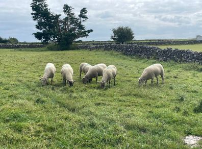 Ewe hoggets for sale
