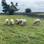 Ewe hoggets for sale Image 4