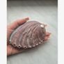 Beautiful Abalone Shell - excellent incense burner base Image 2