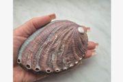 Natural Beauty - Abalone Shell - excellent incense burner base
