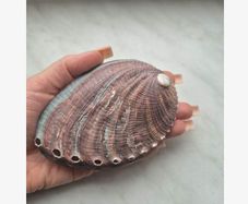 Natural Beauty - Abalone Shell - excellent incense burner base