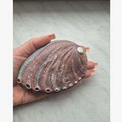 Natural Beauty - Abalone Shell - excellent incense burner base
