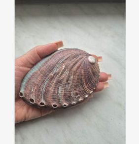 Natural Beauty - Abalone Shell - excellent incense burner base