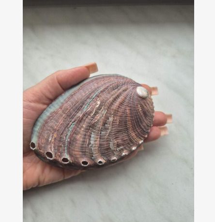 Beautiful Abalone Shell - excellent incense burner base