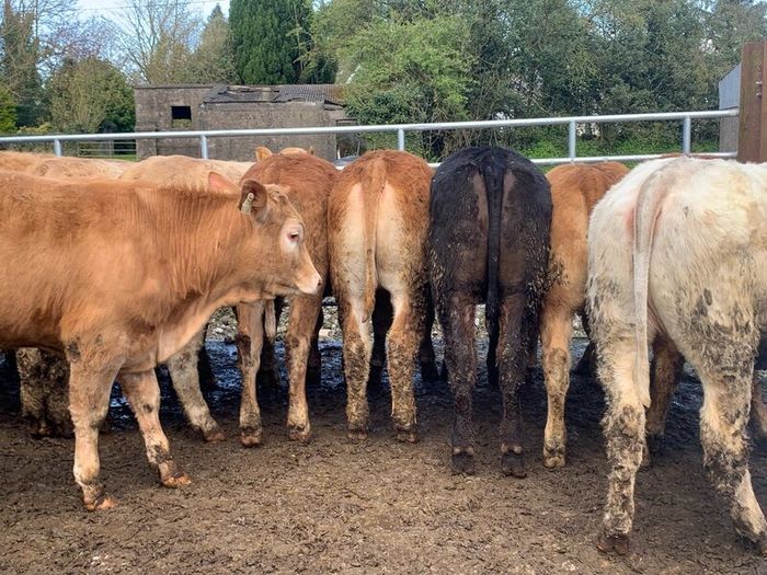 16 store heifers 390kg