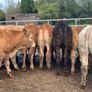 16 store heifers 390kg Image 3