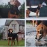 Native Irish Dogs Image 5