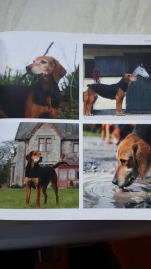 Native Irish Dogs