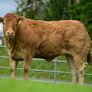 Limousin Sale of Heifers Image 5