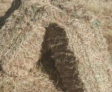 Small Square Bales