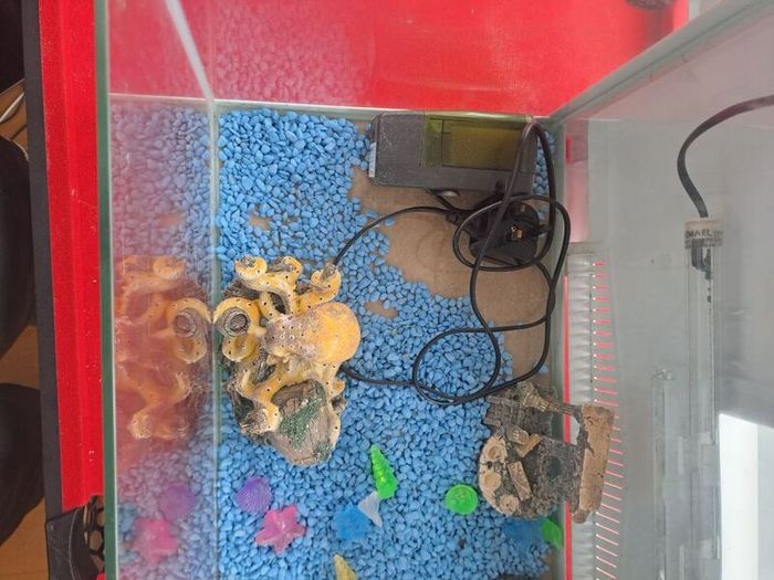 50 Litre Fish Tank