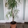 Banana leaf fig houseplant Image 4