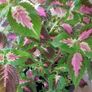 Coleus Houseplant & Tall Premium Planter Image 4