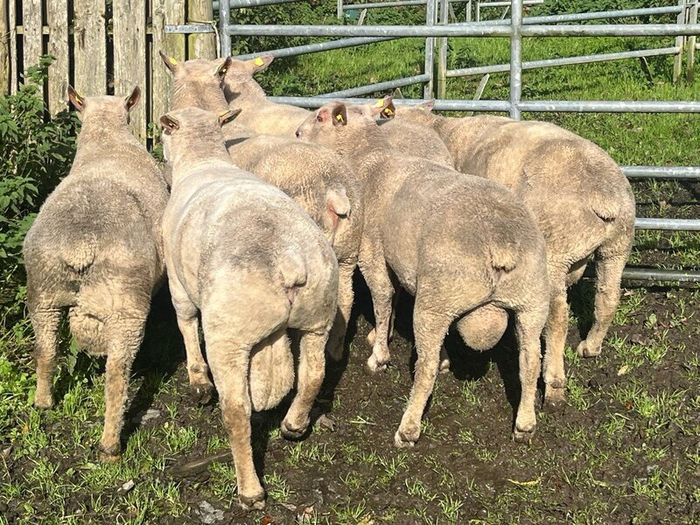 SIS Pedigree Cheviot and Charollais