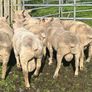 SIS Pedigree Cheviot and Charollais Image 6