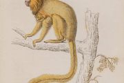 Silky Tamarin William Jardine 1833