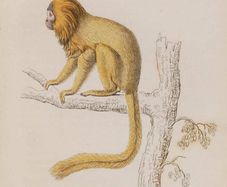 Silky Tamarin William Jardine 1833