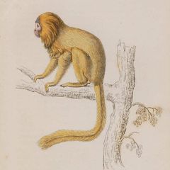 Silky Tamarin William Jardine 1833