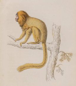 Silky Tamarin William Jardine 1833