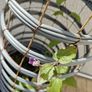 Clematis Image 2