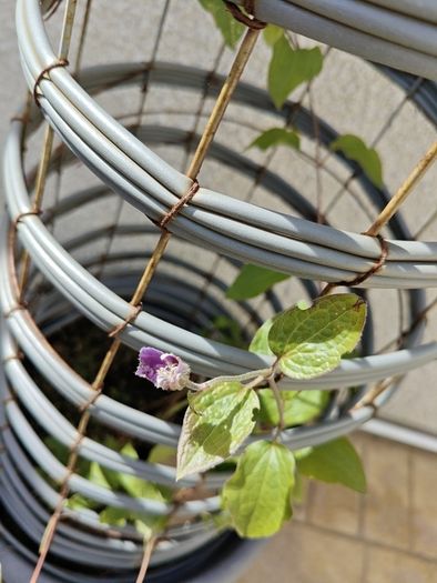 Clematis